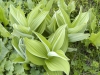 dsc_0463